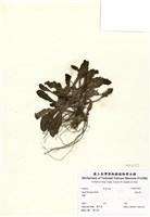 藏品(散血草)的圖片